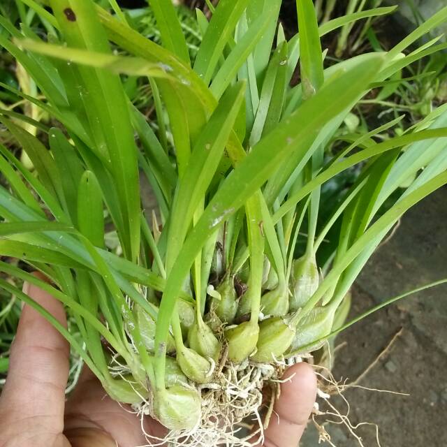 ANGGREK HUTAN bulbo mini,