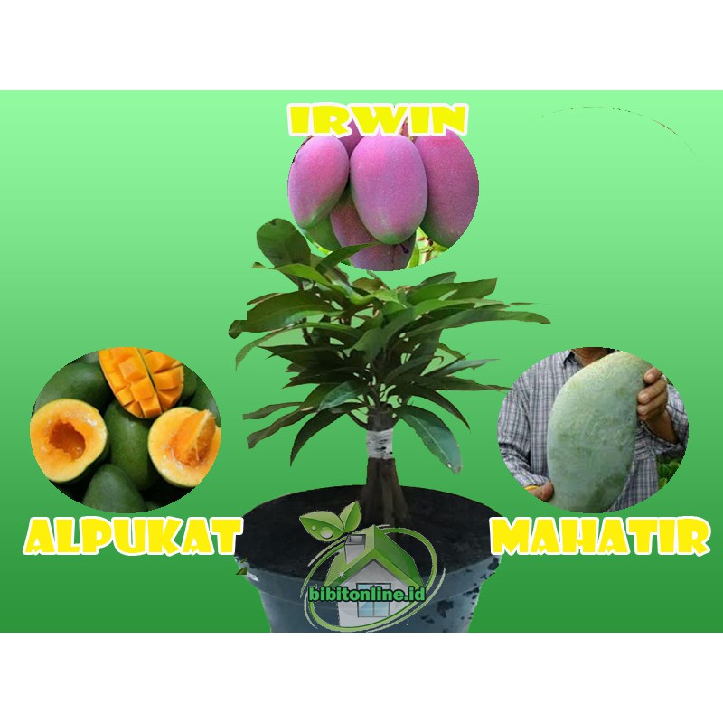 

MANGGA KOMBINASI TIGA