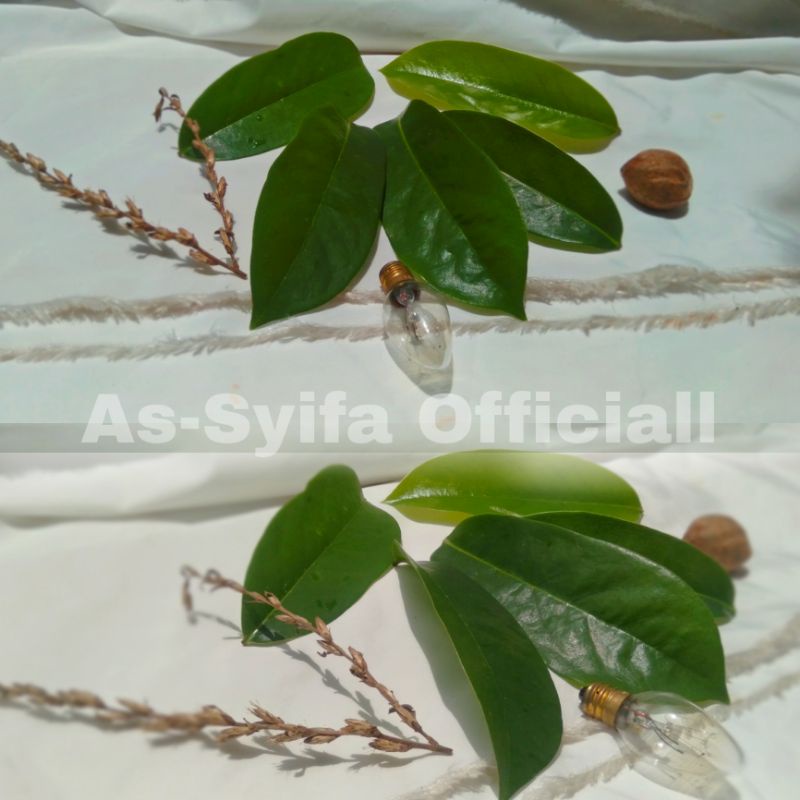 

Daun Sirsak Obat Kanker, daun sirsak herbal 50 lembar