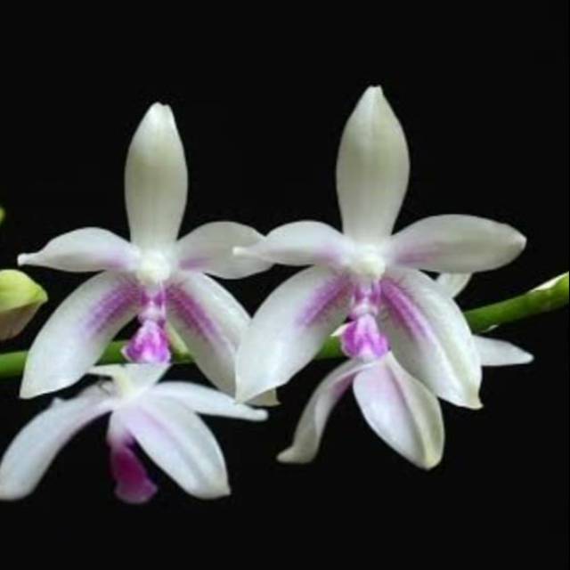 Anggrek Phalaenopsis Fimbriata asli bengkulu dewasa