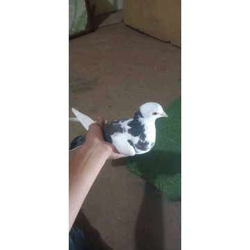 burung dara merpati betina/jantan