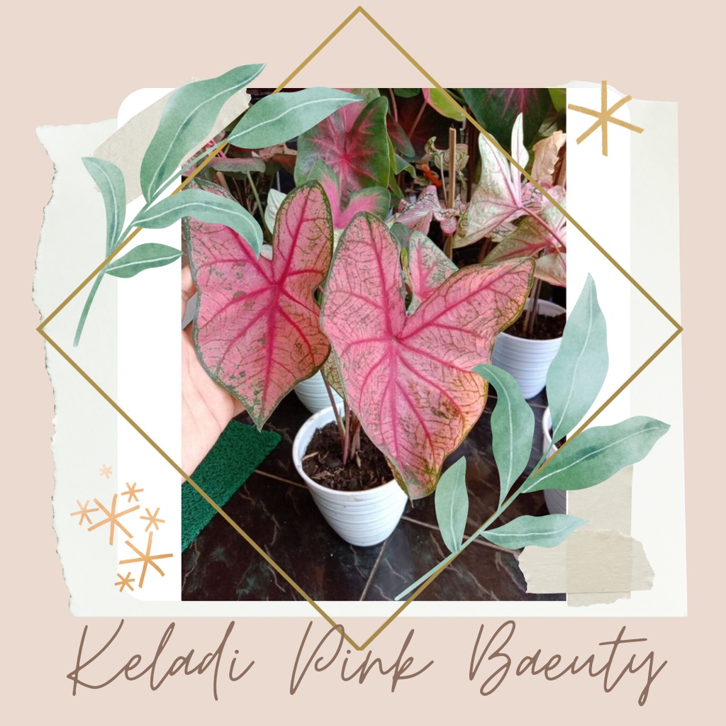 Tanaman Hias Keladi Pink Beauty Bibit Bunga Keladi Pink Beauty Bunga Keladi