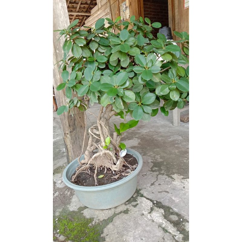 Beringin Dolar Bibitan Bonsai Sudah Berakar cod gratis ongkir