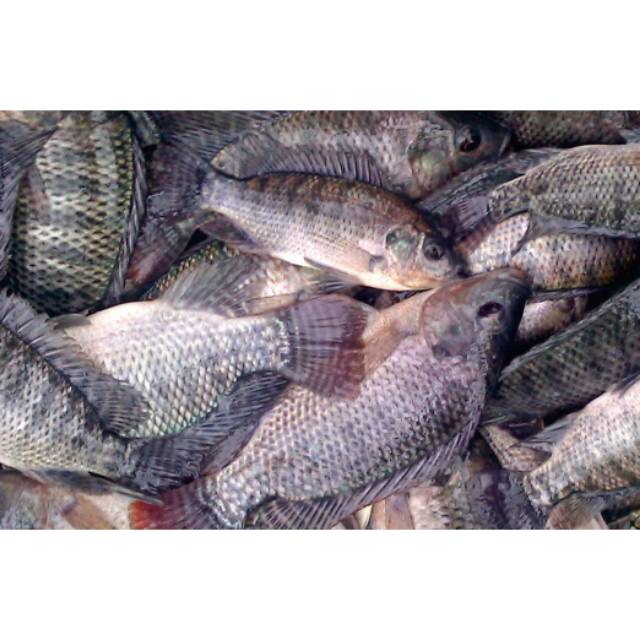 

IKAN NILA SEGAR 500 gram / Sayur Daging Ikan Murah Bandung