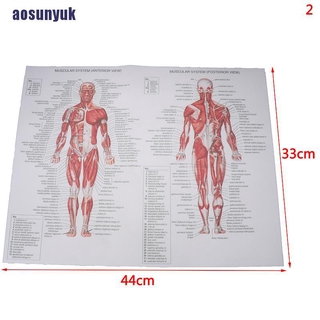 Aosunyuk Human Anatomy Muscles System Poster Print Body Map Silk Painting Wal Shopee Indonesia