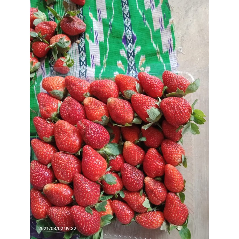 

Strawberry Grade A