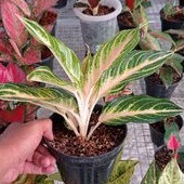 Aglonema Sunset / Pink Sunset