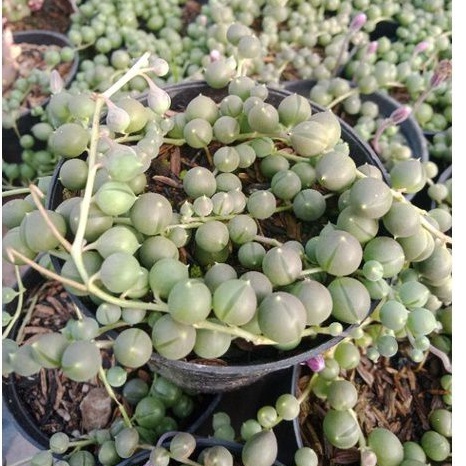 string of pearl hijau