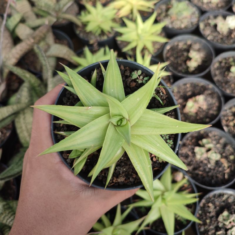 Haworthia limifolia star/ Haworthia ubomboiensis/Haworthia