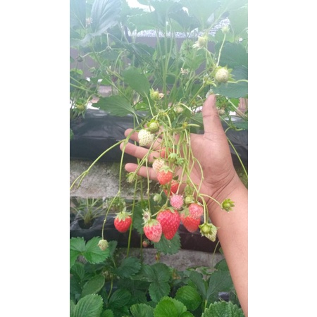 Strawberry sachinoka,strawberry jepang/bibit strawberry/buah strawberry /bibit unggul/termurah