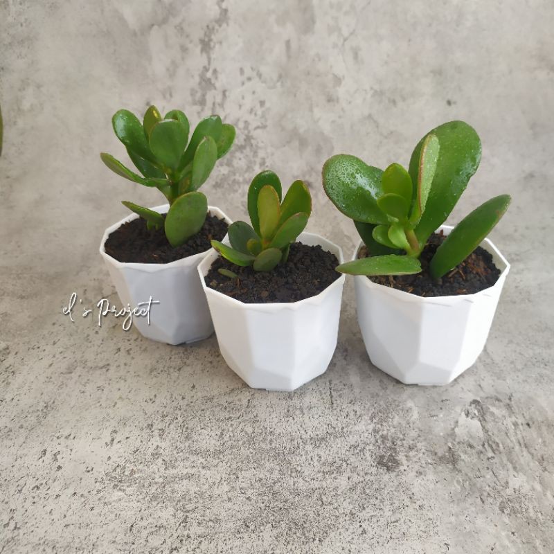 Jade plant / succulent dan pot / Tanaman hias / bring luck plant