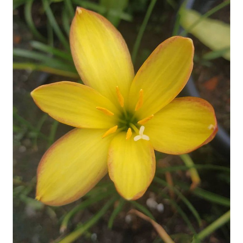 Tanaman hias rain lily hujan kuning-lily bunga kuning-tanaman hidup murah