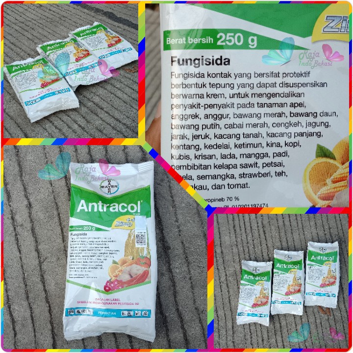 Fungisida Antracol 70 Wp 250 Gram Gr Obat Tanaman Jamur Untuk Anggrek Dan Tanaman Lain | Bukan Pupuk