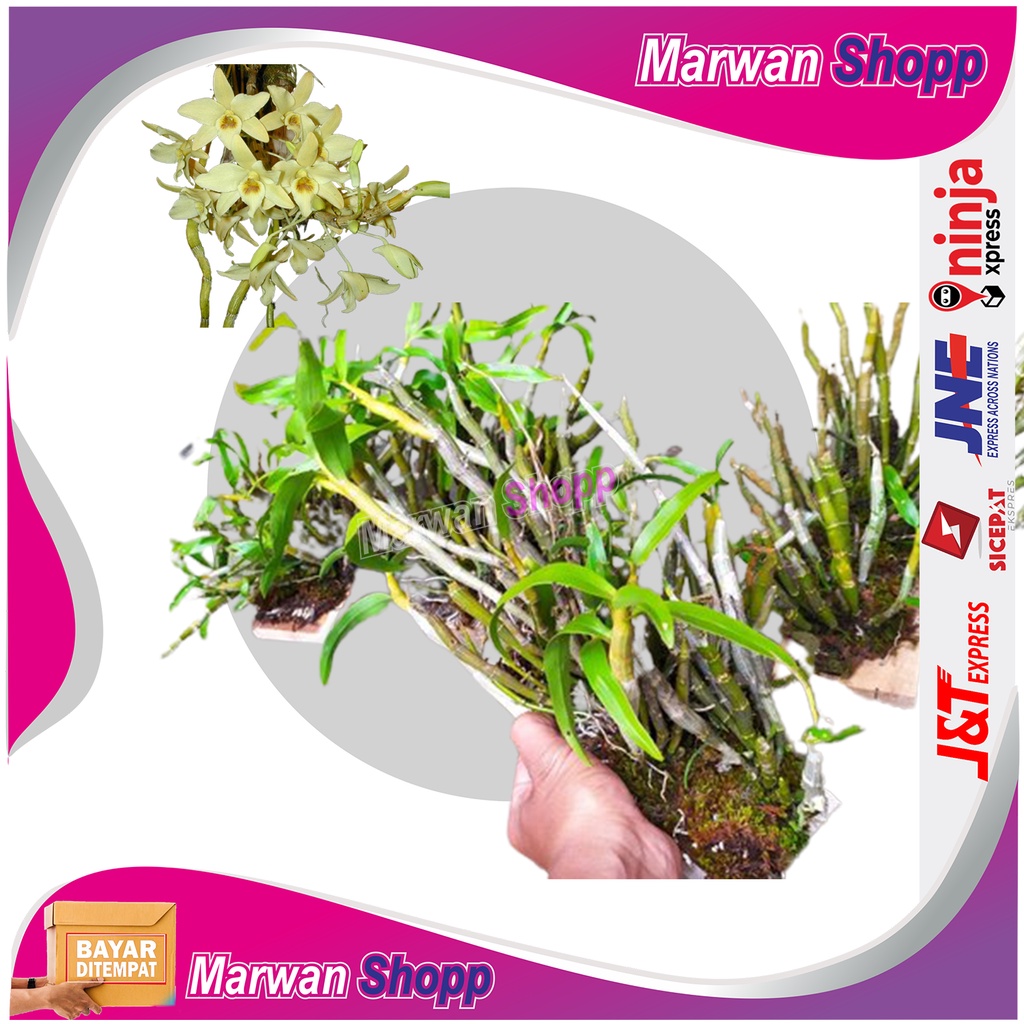 Anggrek dendrobium heterocarpum tanaman langka marwam shopp