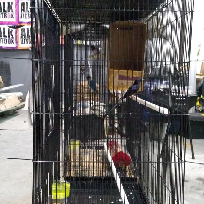 BISA COD Murai Batu Medan Hutan MB Burung Purtot semipur semi pur TERBARU Kode