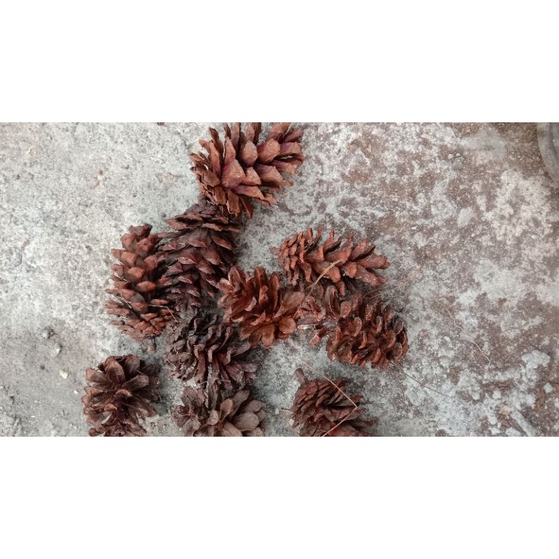 Bunga pinus biji pinus