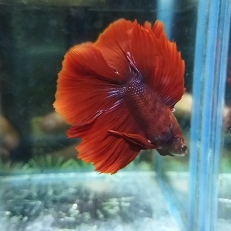 IKAN CUPANG HALFMOON DOUBLE TAIL/DTHM/HMDT MASCOT SERIES RED 100% REALPICT (KODE AJ21)