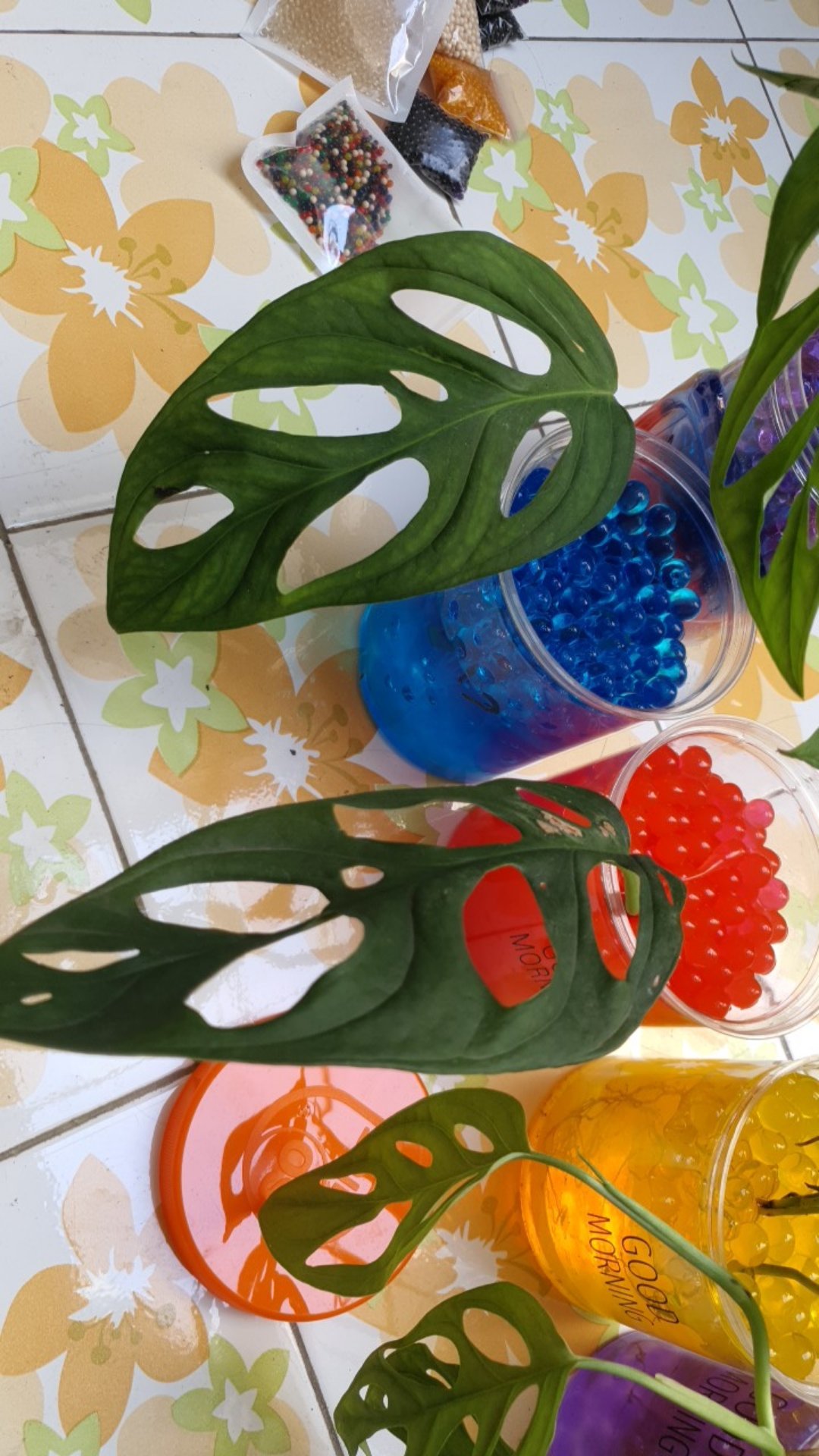 Bonggol Fresh Cutting Janda Bolong