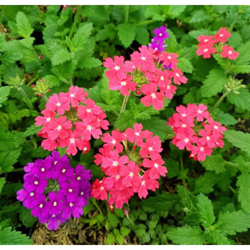 tanaman hias verbena
