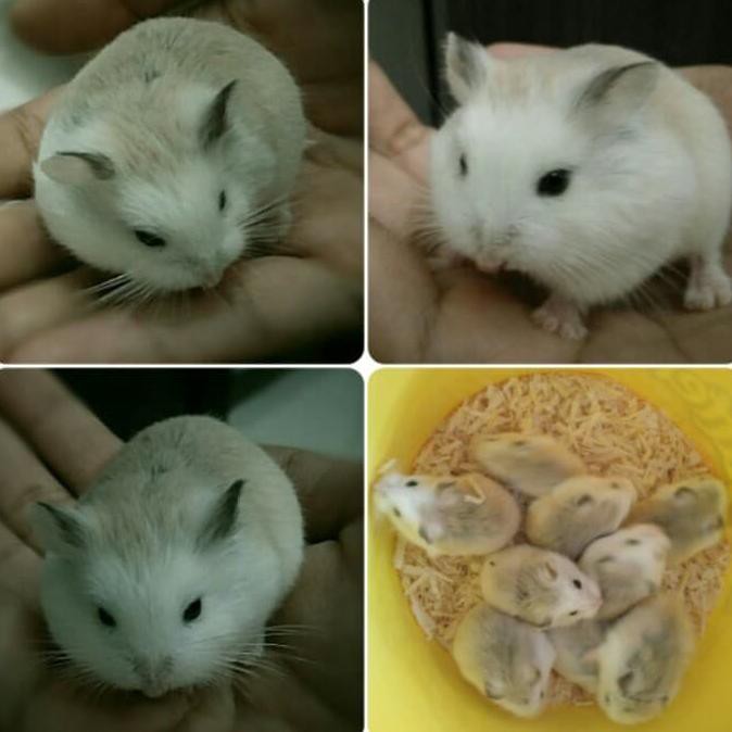 ( GO-Jek/Grab Only ) HAMSTER ROBOROVSKI | WHITE FACE NORMAL JUAL ROBO