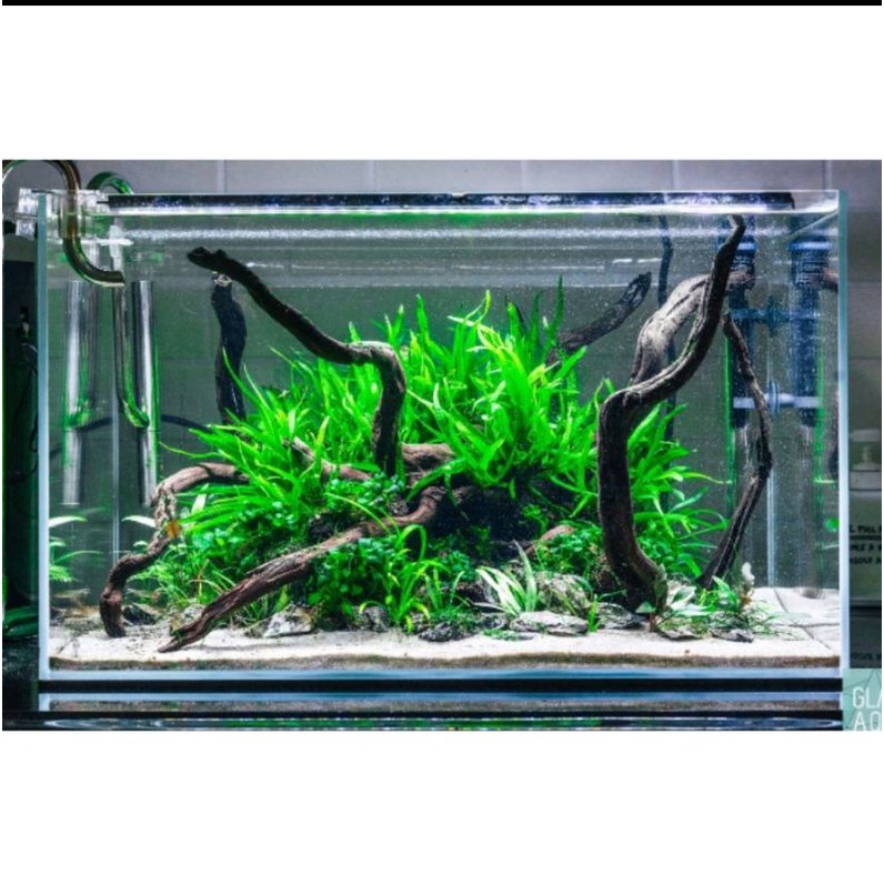 Paket Stemplent Low Light Dan Low CO2 (Paket Tanaman Aquascape Tumbuhan Air Aquarium)