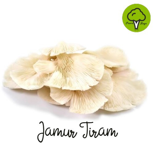 

SAYURAN / JAMUR TIRAM [250GR]