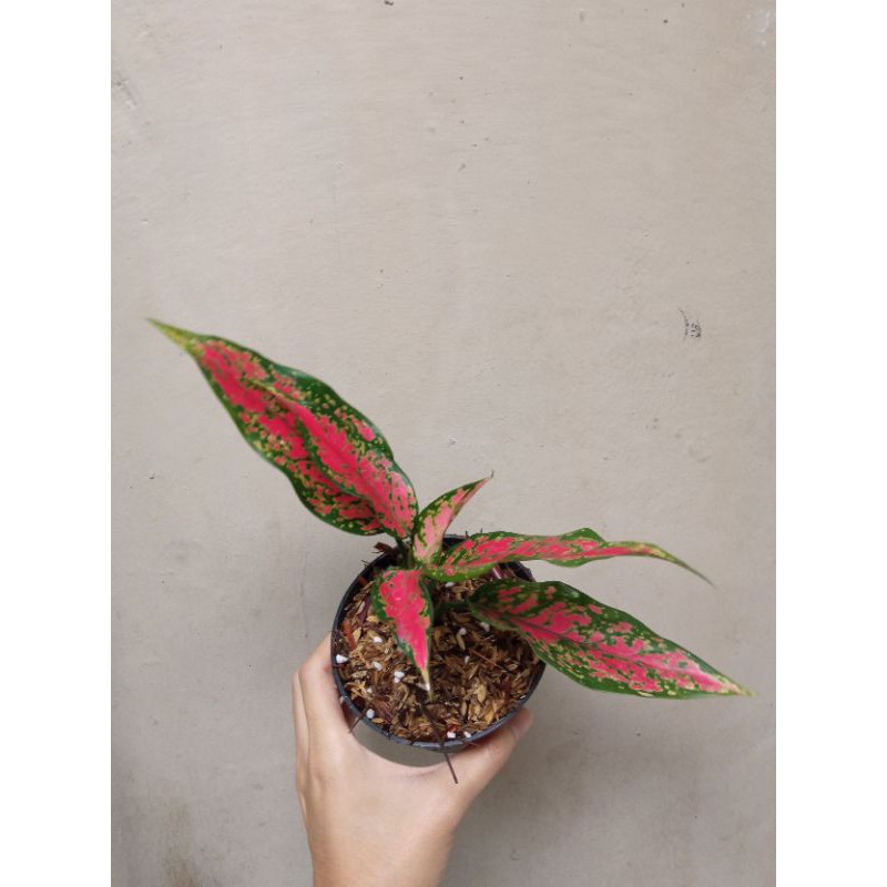 aglonema ruby batik aglaonema rubi