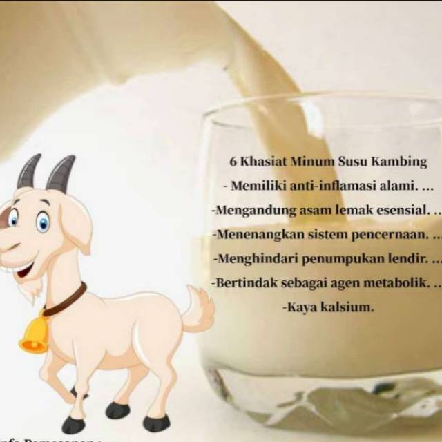 

Susu Kambing etawa asli murni 100%
