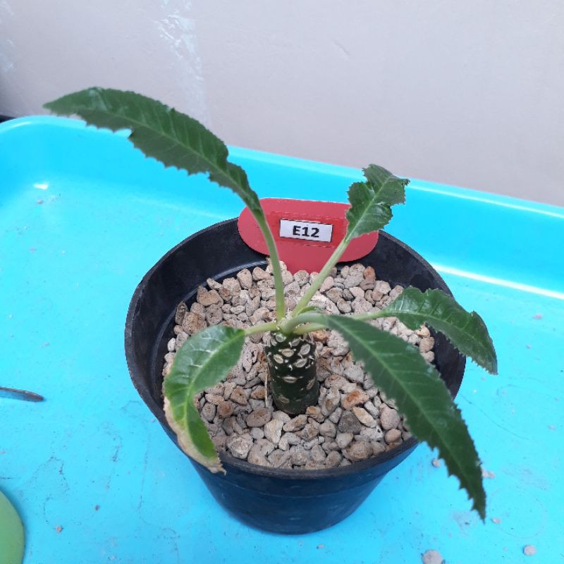 Dorstenia Crispa