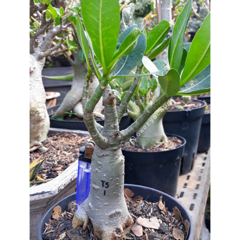 Adenium thaisoco hybrid /adenium karakter