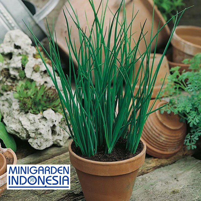 Benih Herbal KUCAI 20 BIJI daun Bawang Prei CHIVES F1 Mr. Fothergills Bibit tanaman Sayuran