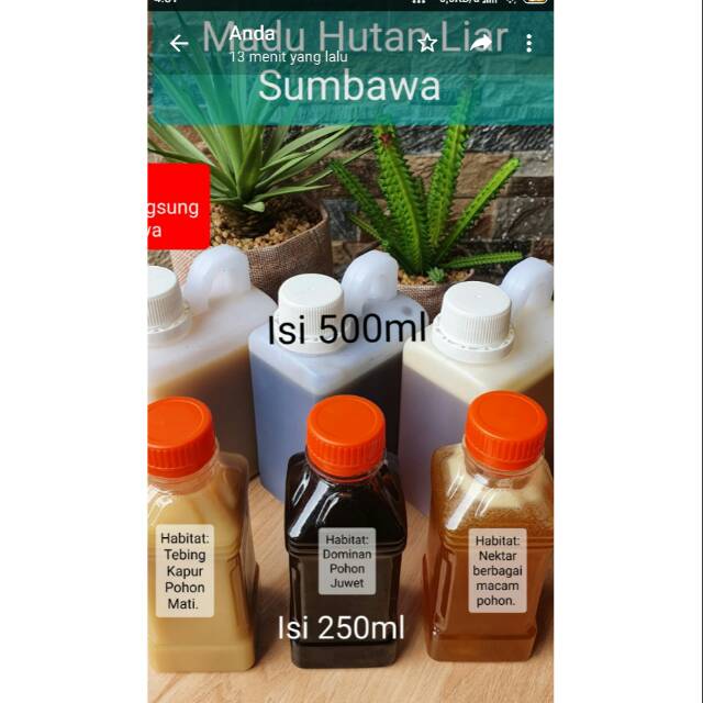 

Madu asli sumbawa