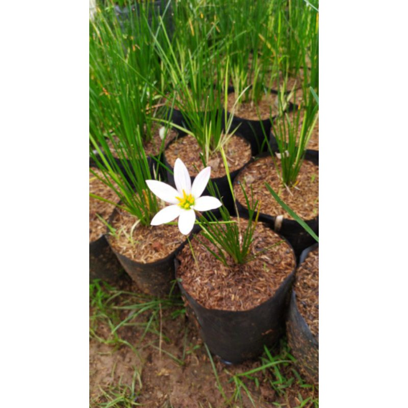 tanaman Lily rain putih