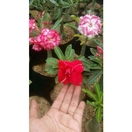 Kamboja tumpuk