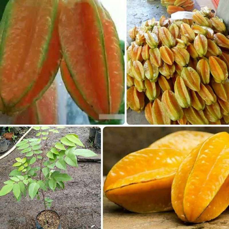 Bibit Belimbing Bangkok, okulasi.