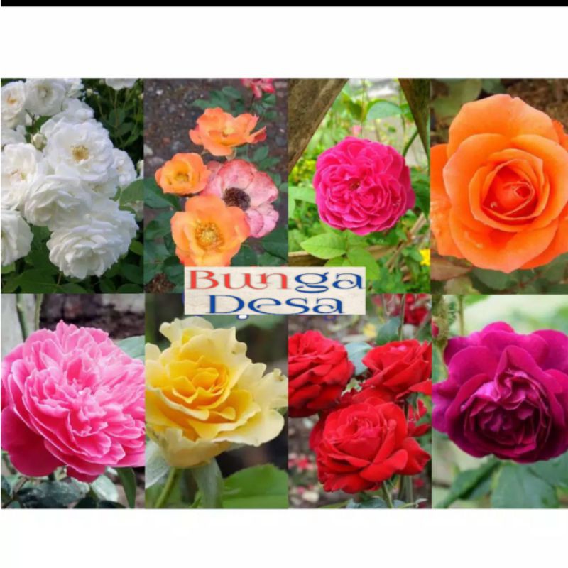 bibit bunga Mawar Kampung Bibit bunga Laperan sudah berakar bunga desa sidomulyo