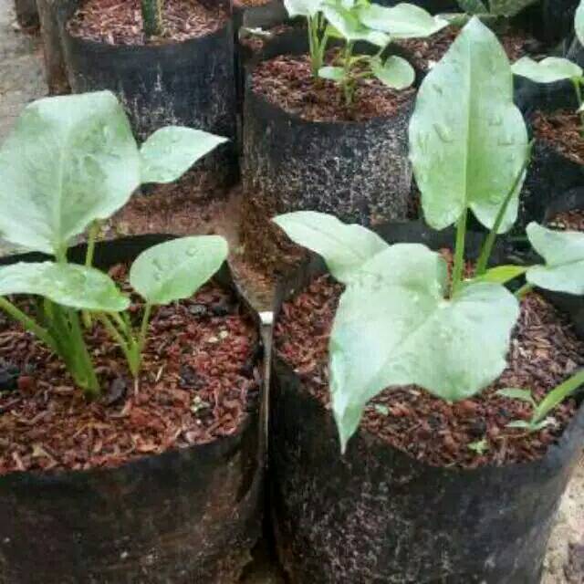 Tanaman hias caladium  mouse / keladi tikus