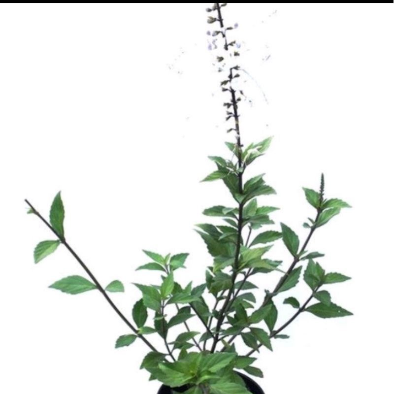 Bibit Benih Stek Tanaman Daun Kumis Kucing