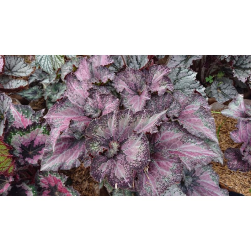 Tanaman Hias Begonia Keong Buram Jumbo