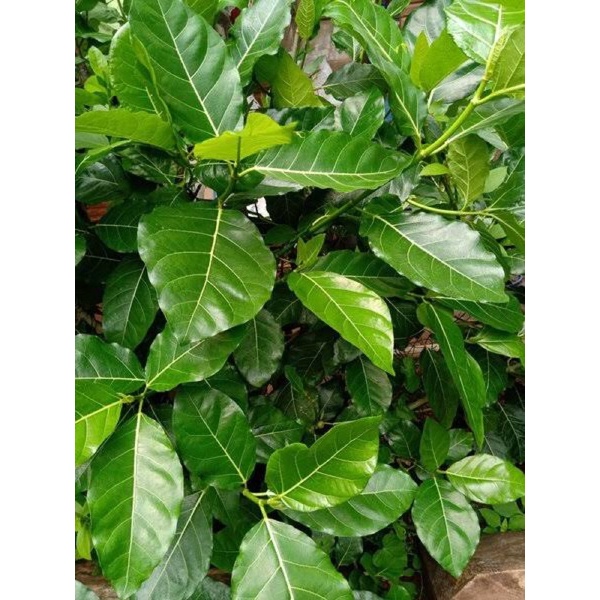 

daun awar awar segar atau daun ficus septica