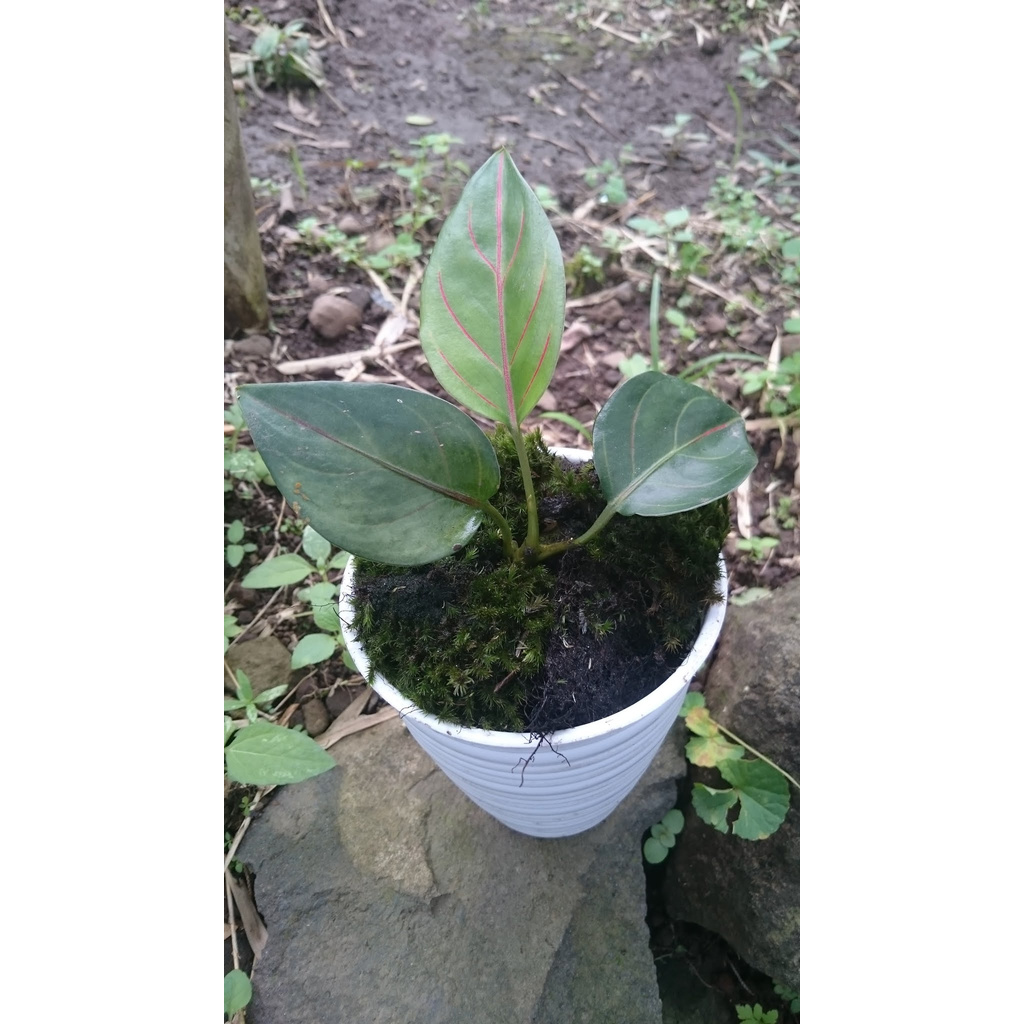 Aglonema Rotundum Tiger #Aglaonema Rotundum