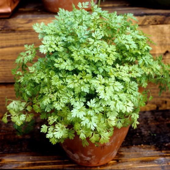 Benih Bibit Biji - Chervil Simple French Parsley Herb Seeds - IMPORT