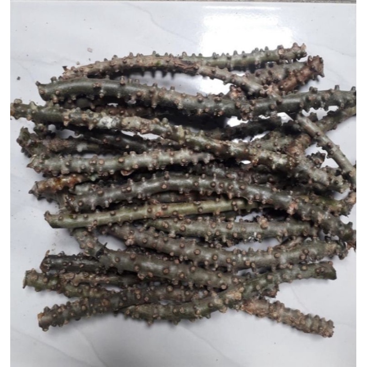

stek bratawali brotowali herbal