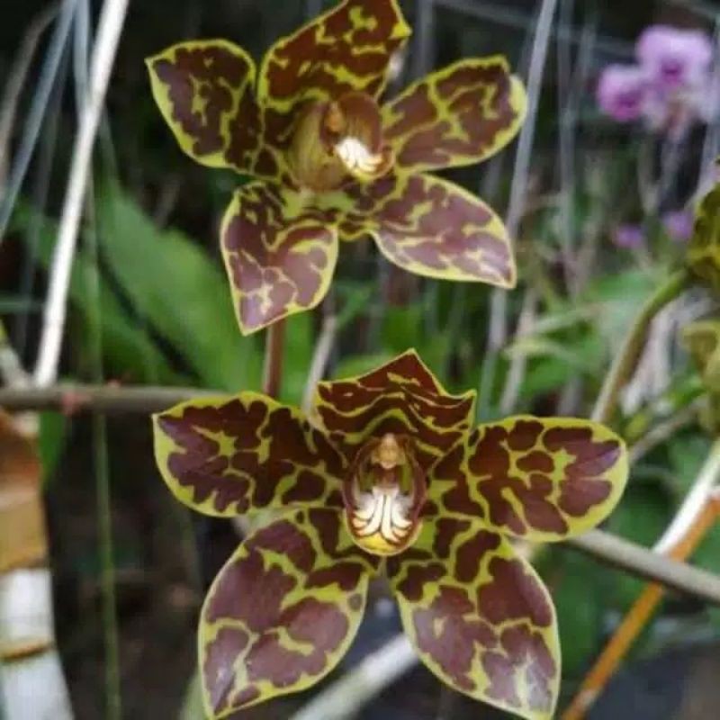anggrek seedling grama grammatophyllum scriptum