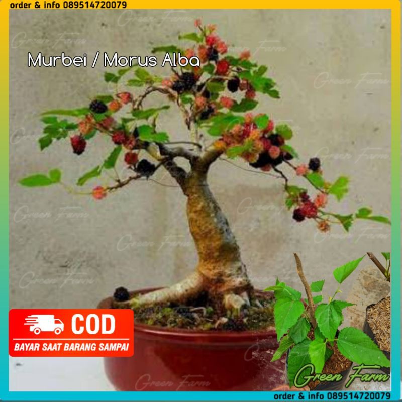 Murbei Morus Alba (Bibit/ Bahan bonsai murbei)