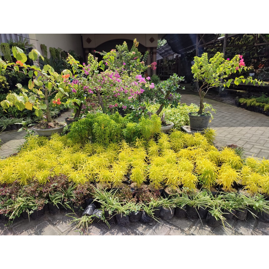 Tanaman Hias Fittonia Pink Green Tanaman Bunga Murah Fittonia Pink Segar Berkualitas