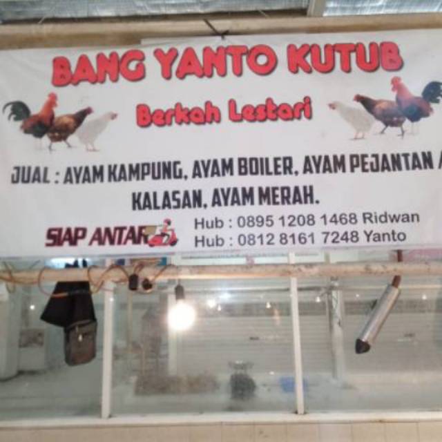 

Ayam kampung segar