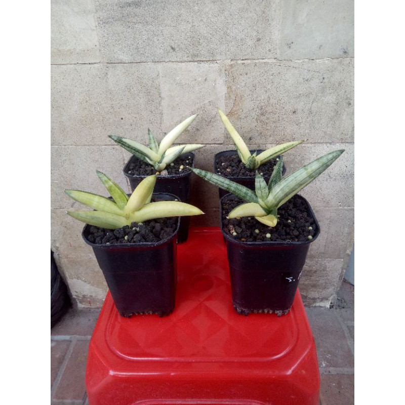 sansevieria boncel variegata