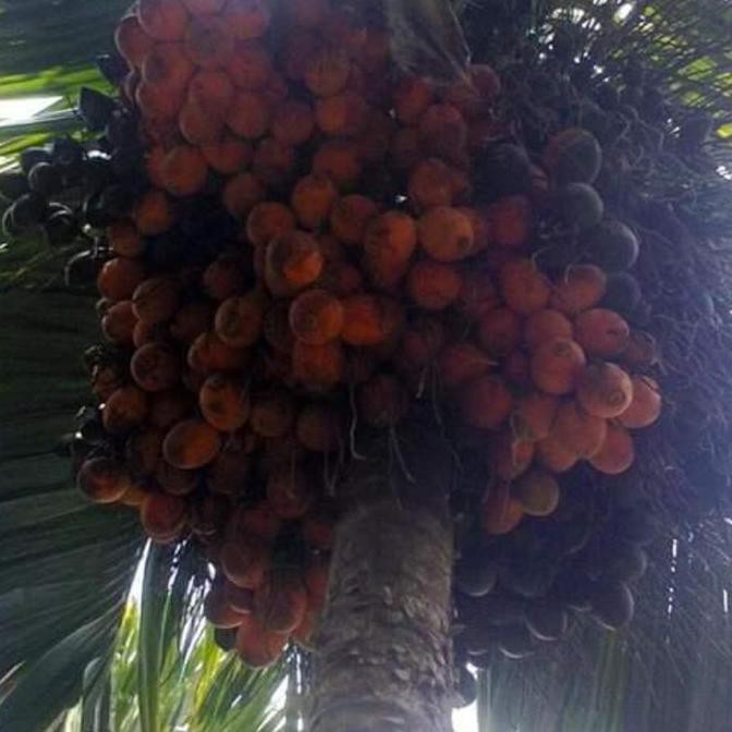 I2F BIBIT BUAH POHON PINANG BETARA UNGGUL