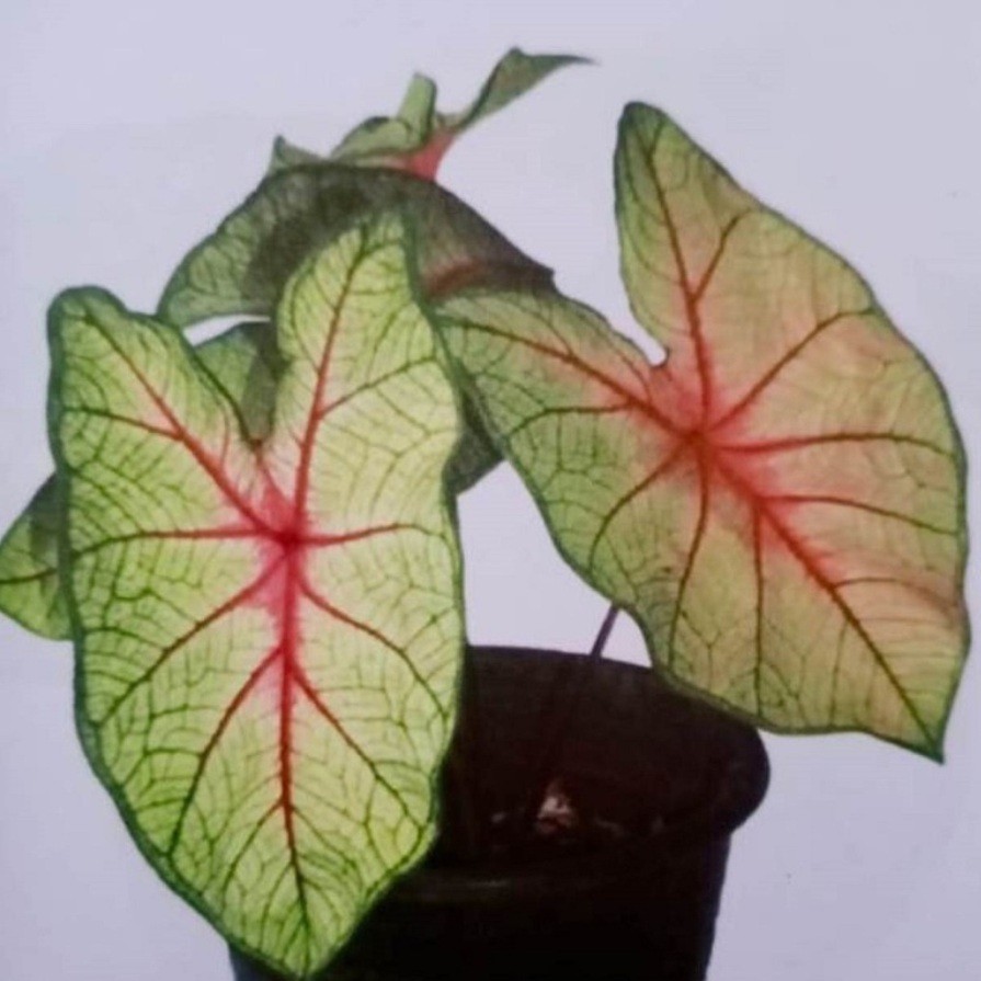 Tanaman Hias Keladi White Queen - Caladium White Queen BERGARANSI